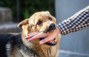 Gainesville Dog Bite Lawyer