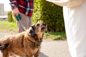 ocala-fl-dog-bite-lawyer